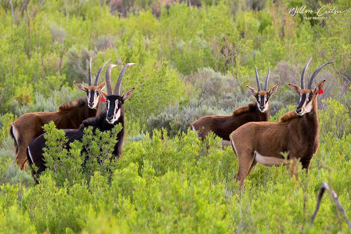 Sable antelope at Buffelsklip Game Reserve in the Karoo SOuth AFrica